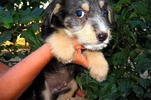 Mix sznaucerki 7-8 tyg,adopcja!!,  świętokrzyskie 