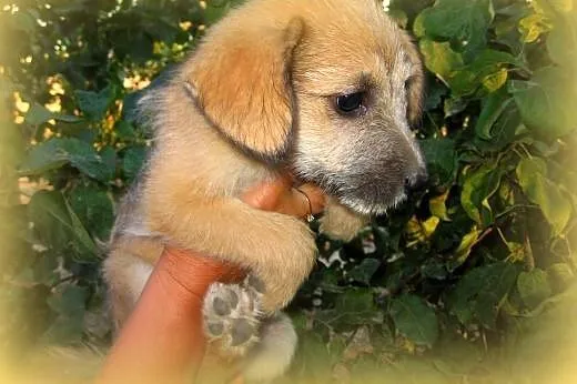 Mix sznaucerki 7-8 tyg,adopcja!!,  świętokrzyskie 
