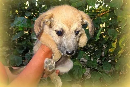 Mix sznaucerki 7-8 tyg,adopcja!!,  świętokrzyskie 
