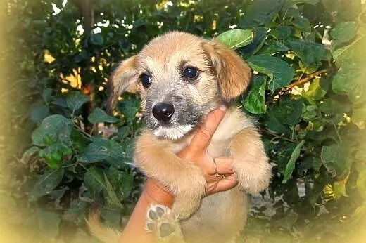 Mix sznaucerki 7-8 tyg,adopcja!!,  świętokrzyskie 
