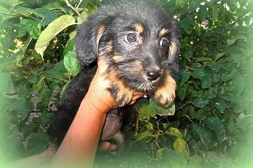 Mix sznaucerki 7-8 tyg,adopcja!!,  świętokrzyskie 