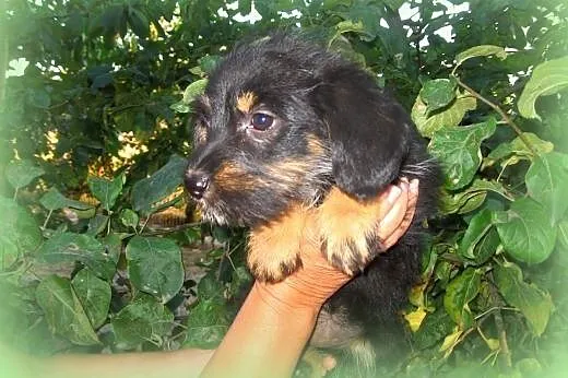 Mix sznaucerki 7-8 tyg,adopcja!!,  świętokrzyskie 