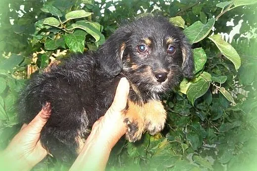 Mix sznaucerki 7-8 tyg,adopcja!!,  świętokrzyskie 