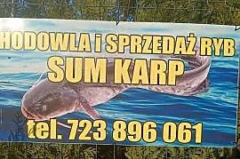Sum ryba tusza tuszka wysyłka