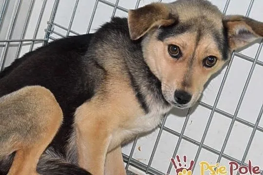 PASIA-śliczna, malutka, nieśmiała ale kochana sunia szuka domu, adopcja