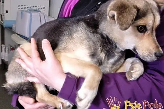 PASIA-śliczna, malutka, nieśmiała ale kochana sunia szuka domu, adopcja, Małopolskie, Kraków