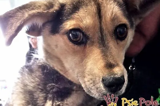 PASIA-śliczna, malutka, nieśmiała ale kochana sunia szuka domu, adopcja, Małopolskie, Kraków