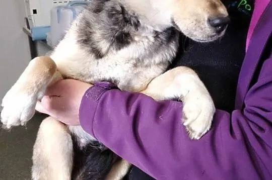 PASIA-śliczna, malutka, nieśmiała ale kochana sunia szuka domu, adopcja, Małopolskie, Kraków