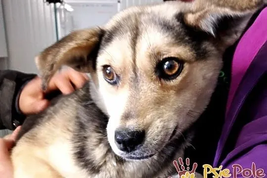 PASIA-śliczna, malutka, nieśmiała ale kochana sunia szuka domu, adopcja, Małopolskie, Kraków