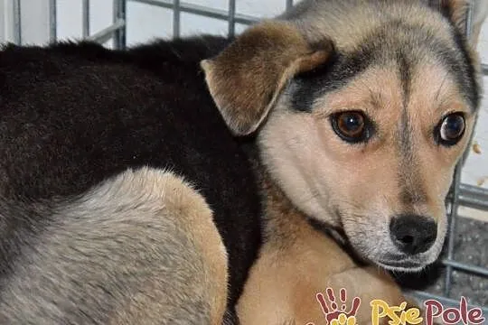PASIA-śliczna, malutka, nieśmiała ale kochana sunia szuka domu, adopcja, Małopolskie, Kraków