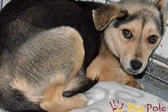 PASIA-śliczna, malutka, nieśmiała ale kochana sunia szuka domu, adopcja, Małopolskie, Kraków