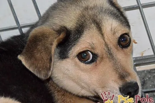 PASIA-śliczna, malutka, nieśmiała ale kochana sunia szuka domu, adopcja, Małopolskie, Kraków