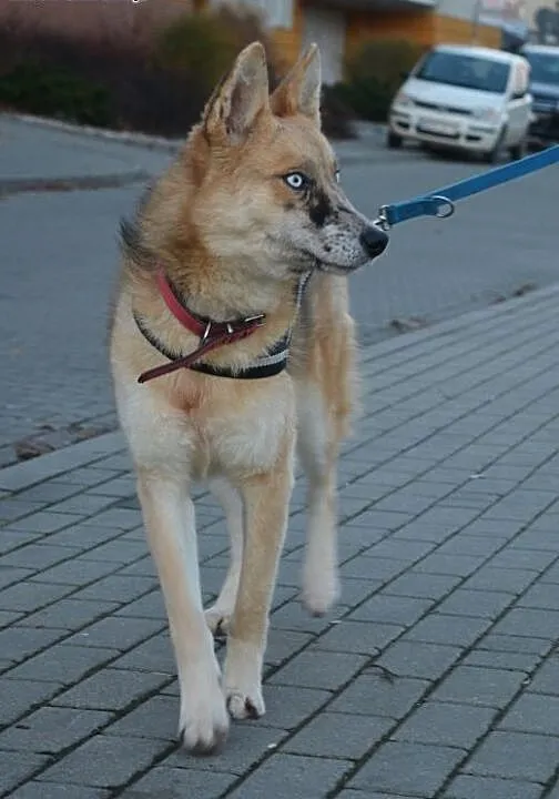 Lis - nie pozwoli Ci się nudzić ;), mazowieckie W