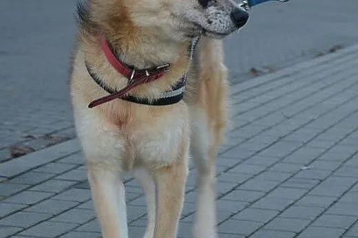 Lis - nie pozwoli Ci się nudzić ;),  mazowieckie W