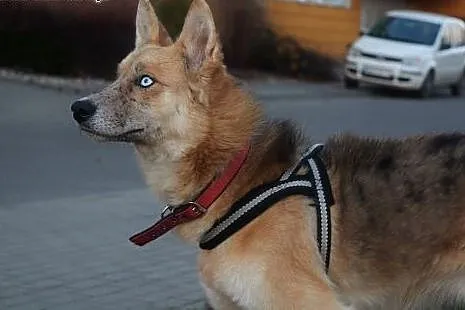Lis - nie pozwoli Ci się nudzić ;),  mazowieckie W