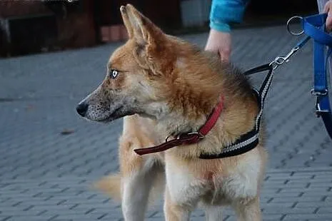 Lis - nie pozwoli Ci się nudzić ;),  mazowieckie W
