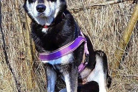 Esme - przyjacielska sunia w typie husky czeka na swój dom,  małopolskie Kraków