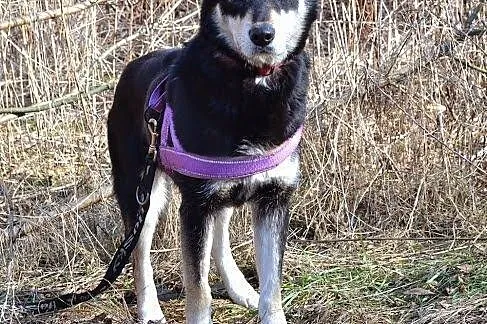 Esme - przyjacielska sunia w typie husky czeka na 