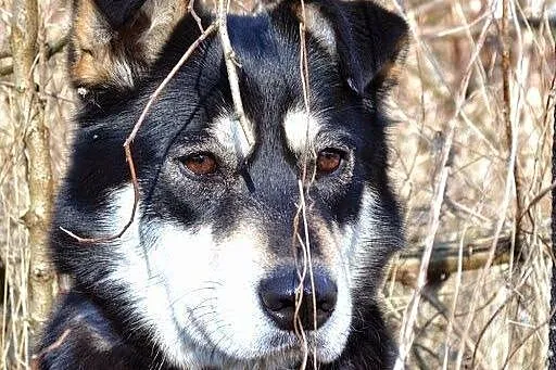 Esme - przyjacielska sunia w typie husky czeka na 