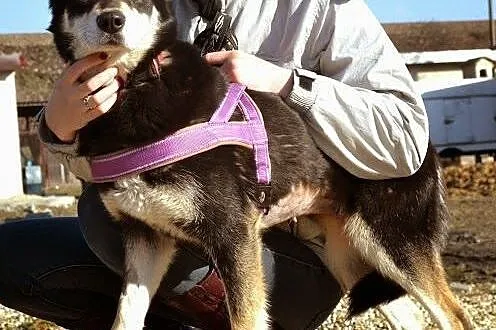 Esme - przyjacielska sunia w typie husky czeka na 