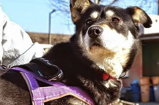 Esme - przyjacielska sunia w typie husky czeka na 