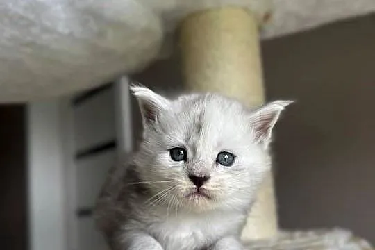 Jaskier kocur Maine Coon, Kujawsko-pomorskie, Szembruk