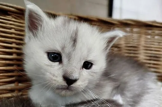 Jaskier kocur Maine Coon, Kujawsko-pomorskie, Szembruk