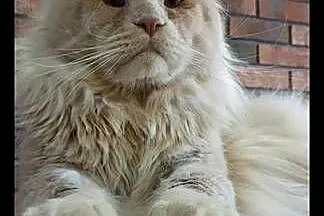 Jaskier kocur Maine Coon, Kujawsko-pomorskie, Szembruk