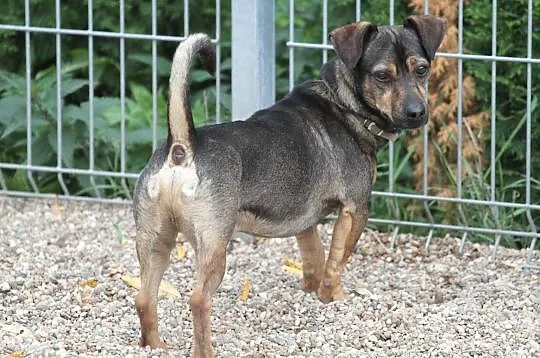 BINGO-6 kg. młody, pełen enegii i uroku psiak czeka na dom, Wielkopolskie, Poznań