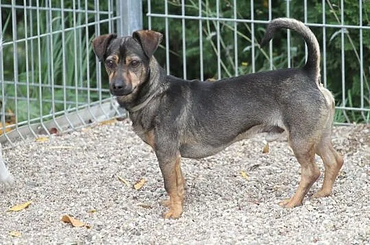 BINGO-6 kg. młody, pełen enegii i uroku psiak czeka na dom, Wielkopolskie, Poznań