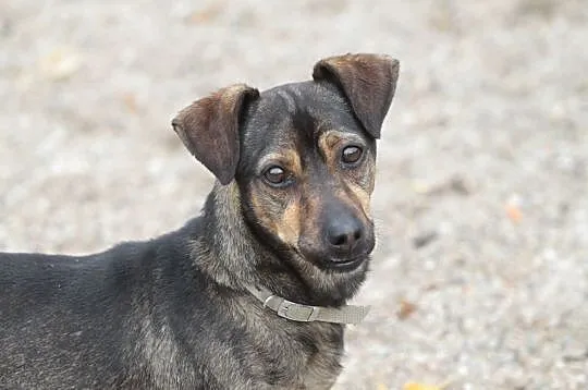 BINGO-6 kg. młody, pełen enegii i uroku psiak czeka na dom, Wielkopolskie, Poznań