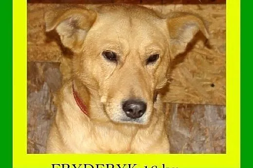 FRYDERYK- młody, łagodny, towarzyski pies, waga 17 kg.Adopcja. ,  dolnośląskie Wrocław