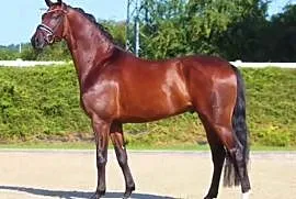 Beautiful young gelding for higher dressage and a 