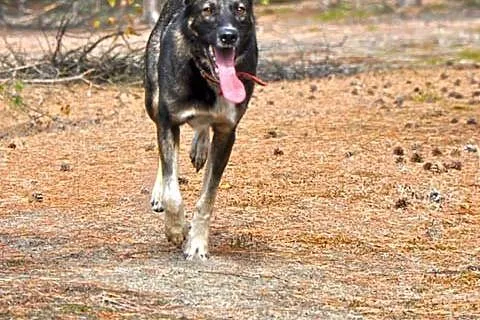 Bruno - super pies szuka super domu!
