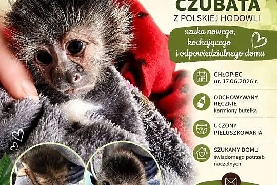 Kapucynka czubata, Zachodniopomorskie, Sławno