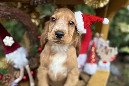 Śliczny piesek Cocker Spaniel Angielski złoty z rodowodem