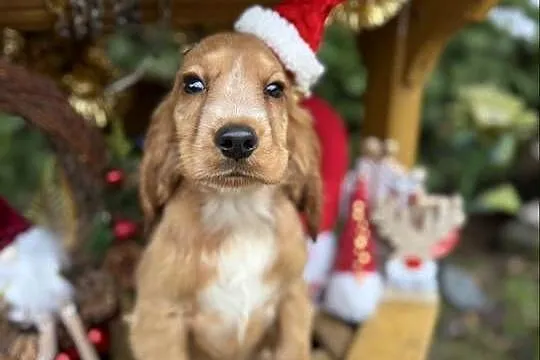 Śliczny piesek Cocker Spaniel Angielski złoty z rodowodem, Świętokrzyskie, Sandomierz