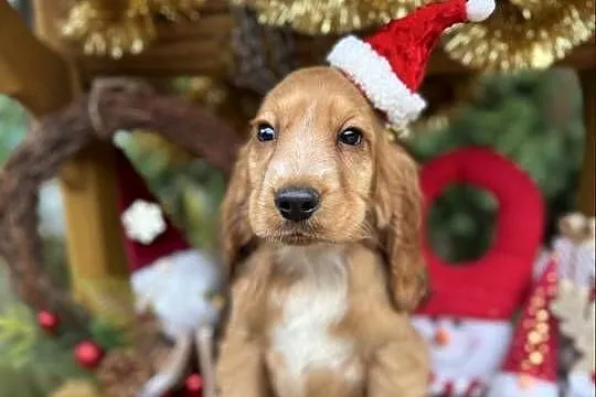 Śliczny piesek Cocker Spaniel Angielski złoty z rodowodem, Świętokrzyskie, Sandomierz