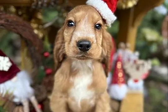 Śliczny piesek Cocker Spaniel Angielski złoty z rodowodem, Świętokrzyskie, Sandomierz
