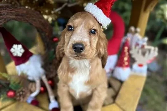 Śliczny piesek Cocker Spaniel Angielski złoty z rodowodem, Świętokrzyskie, Sandomierz