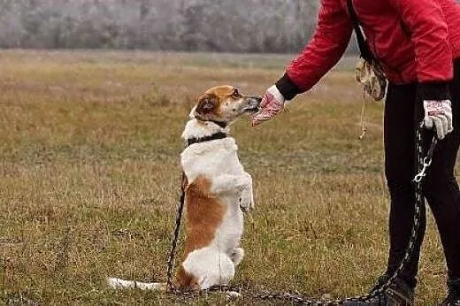 Julek błaga o dom,  śląskie Dąbrowa Górnicza