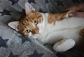 KOT: Kochający człowieka Garfield z Fundacji Miasto Kotów szuka domu