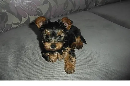 Szczeniaczki rasy YORKSHIRE TERRIER -suczki i pies