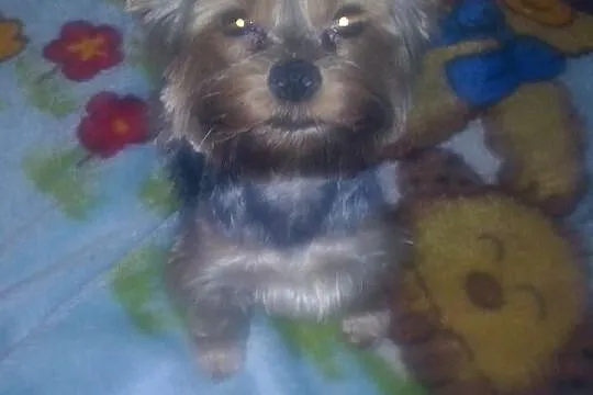 Szczeniaczki rasy YORKSHIRE TERRIER -suczki i pies