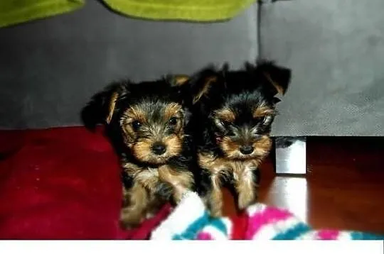 Szczeniaczki rasy YORKSHIRE TERRIER -suczki i pies