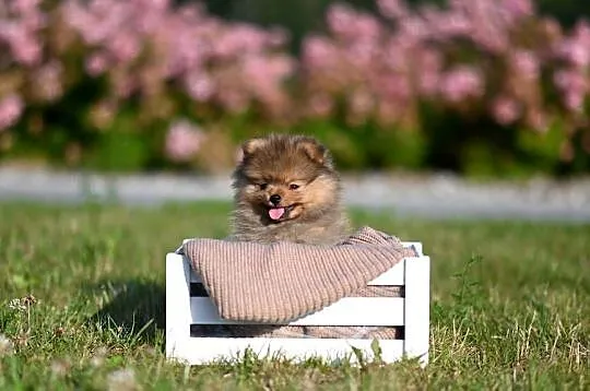 szpic miniaturowy / pomeranian / boo / samiec / FCI