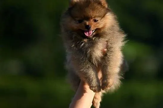 szpic miniaturowy / pomeranian / boo / samiec / FCI, Małopolskie, Nowy Sącz