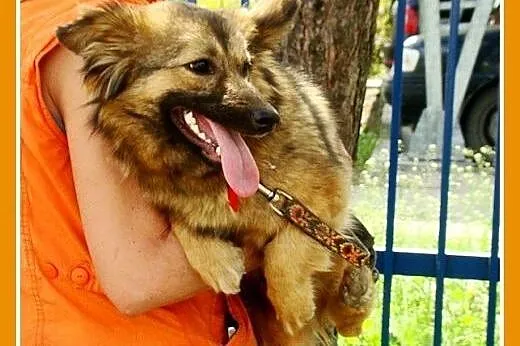 Szpic mix,młoda 12mies, mała 10kg suczka PUSIA,dłu