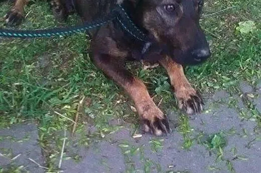 Fado-uroczy psiak czeka na dom,  mazowieckie Warsz