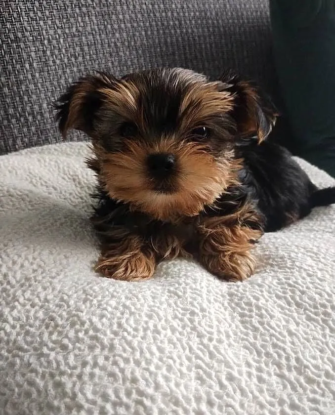 Sprzedam Yorkshire terrier, Lubelskie, Radzyń Podlaski